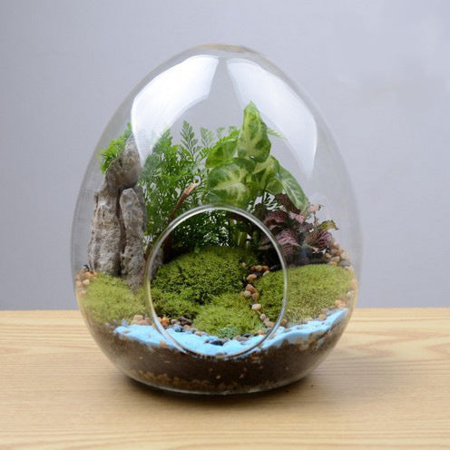 Creative Egg-shaped Glass Bottle Succulent Plant Glass Vase Micro Landscape Moss